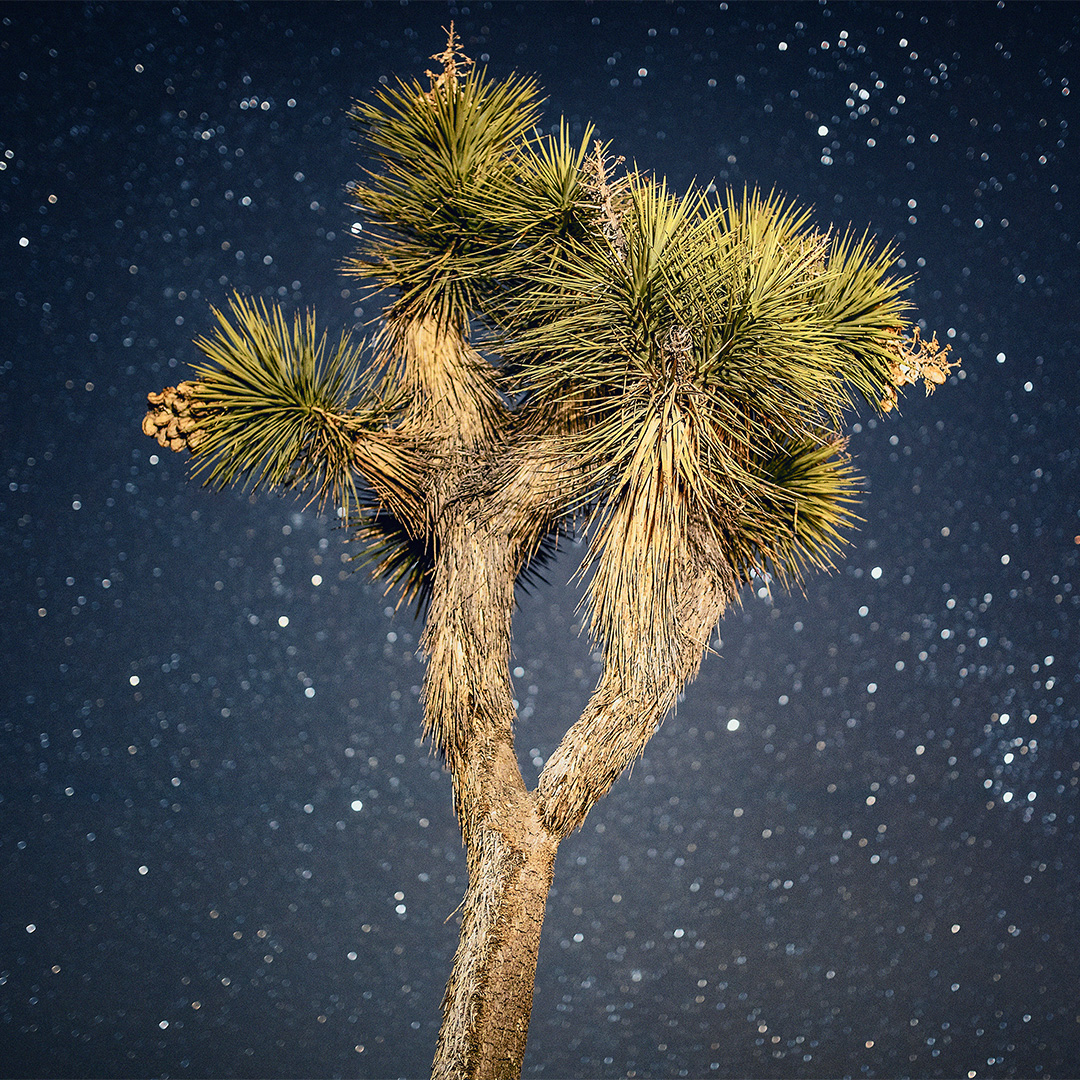 Joshua Tree Starry Night